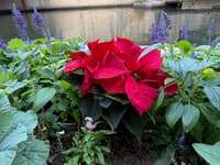 The Poinsettia Is a Christmas Flower Burdened With a Bad Name