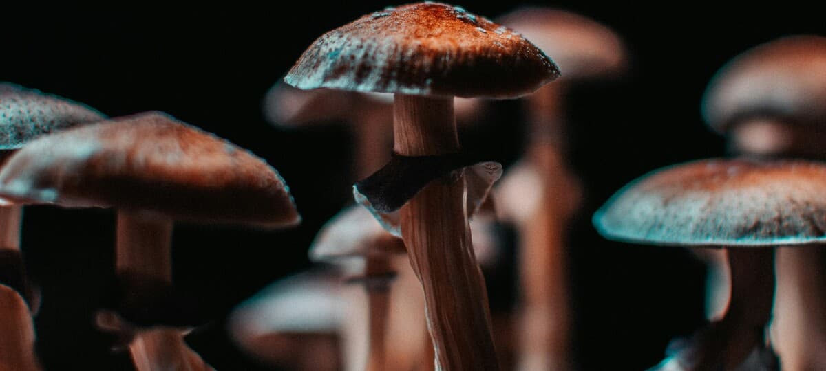 The Perils of Viewing Psilocybin Strictly as a Psychiatric Medication: The Most Common Uses of 'Magic Mushrooms' Will Never Gain FDA Approval