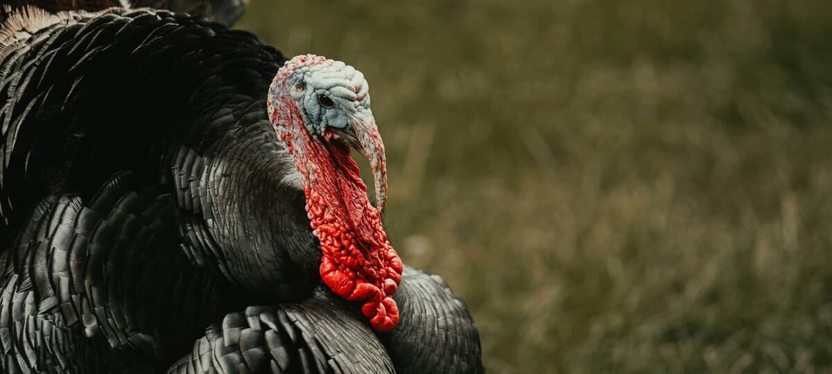 Thanksgiving Socialism