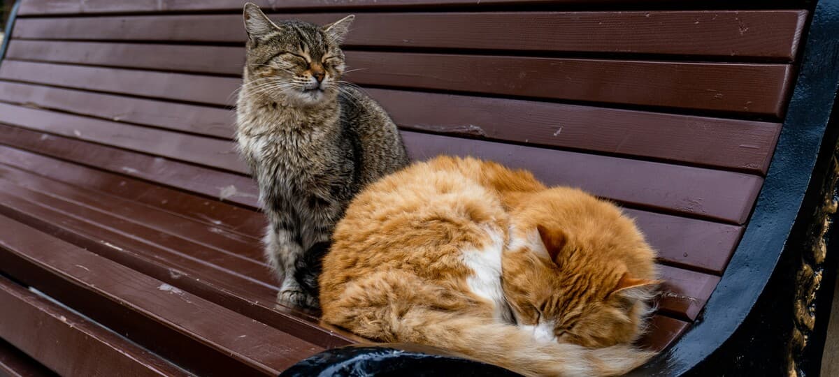 Yowling Common in Elderly Cats