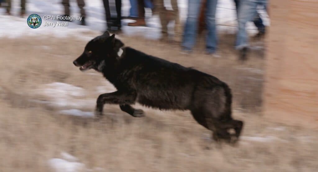 U.S. House votes along party lines to begin debate on delisting gray wolves