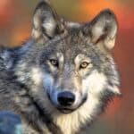 Colorado halts wolf releases for 2026 as federal pressure mounts