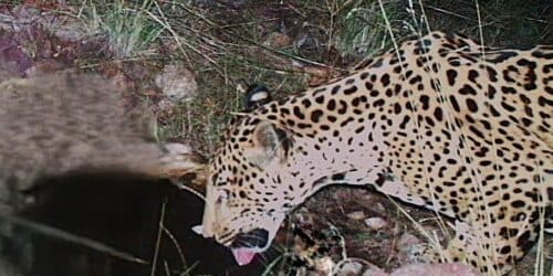 New jaguar spotted in Arizona points to progress in endangered species' recovery