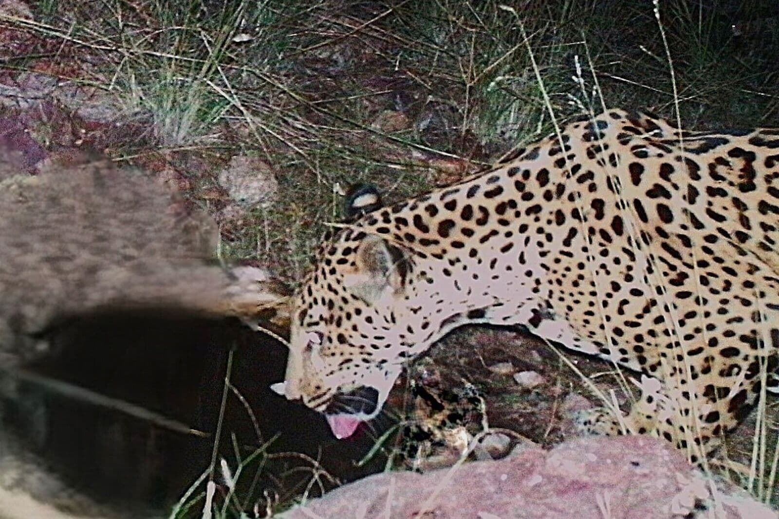 New jaguar spotted in Arizona points to progress in endangered species' recovery