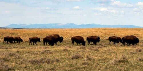 Bureau of Land Management revokes American Prairie's bison leases | OUT WEST