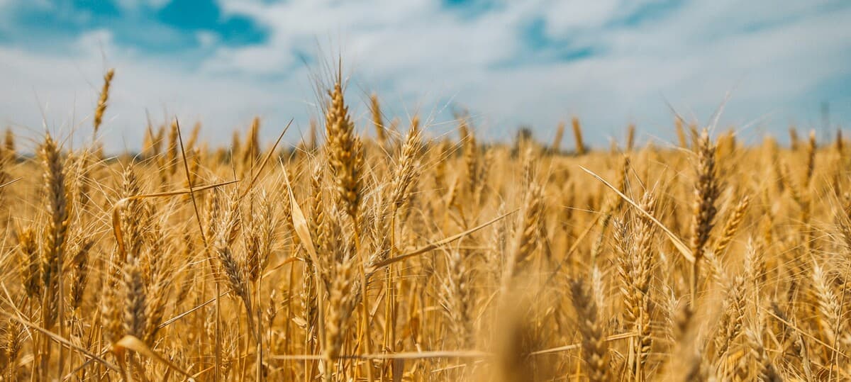 Laboring in a Spiritual Harvest