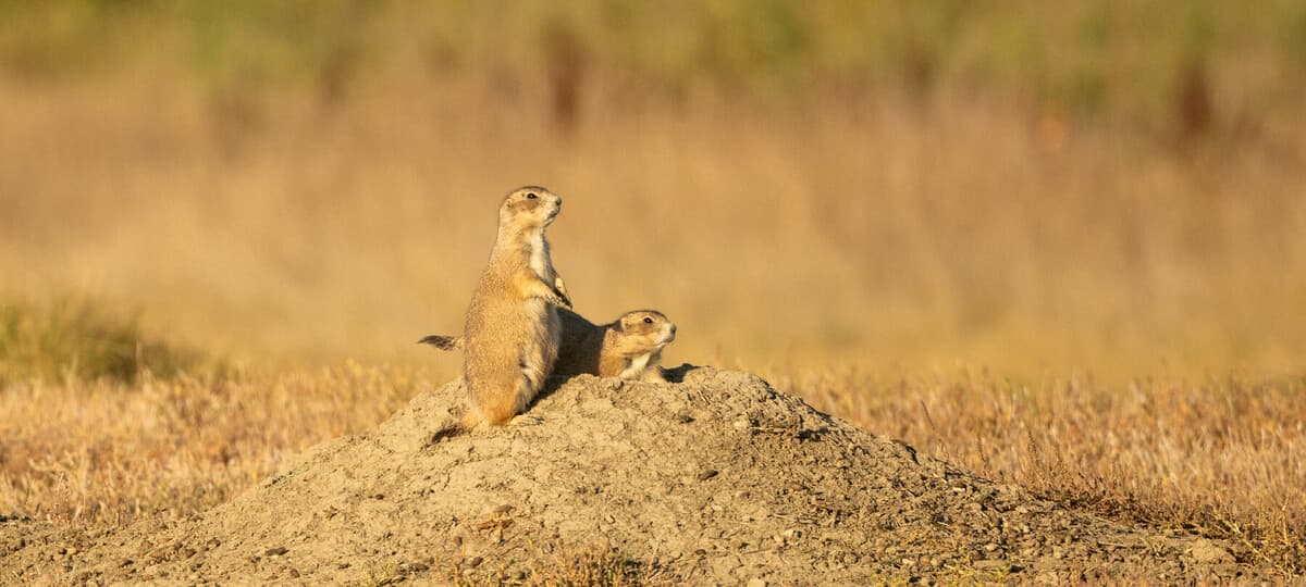 Why Prairie Dogs Deserve a Place Beside the Bison in America's Conservation Story