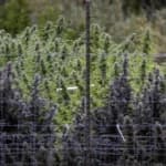 Trump Says He's Considering an Executive Order to Reclassify Marijuana