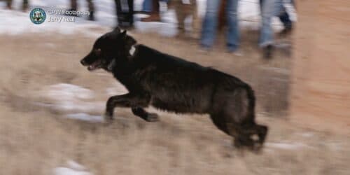 U.S. House votes along party lines to begin debate on delisting gray wolves