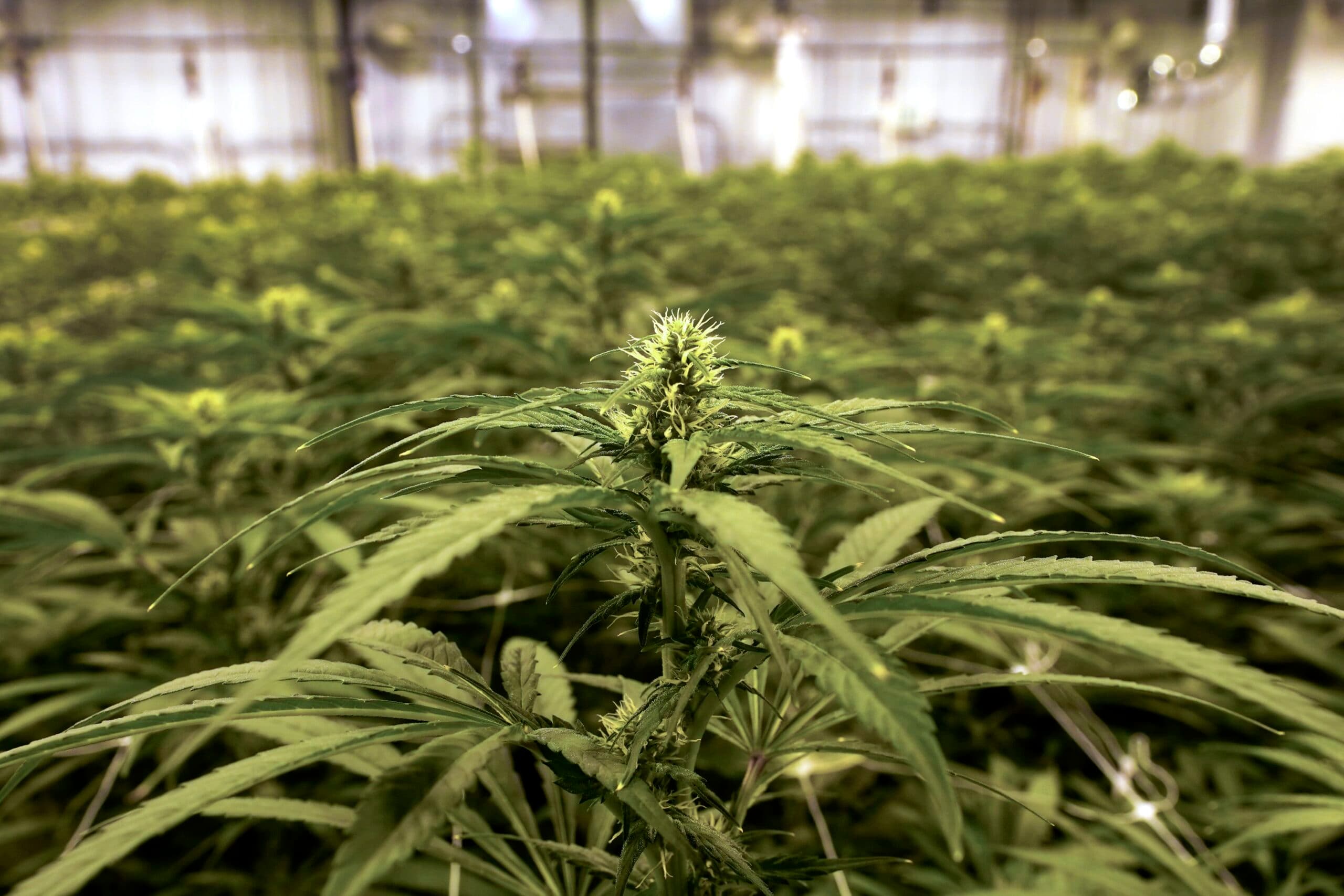 Senate votes to ban intoxicating hemp products nationally