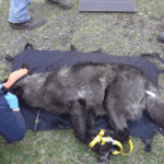 Washington says 'no' to sending wolves to Colorado