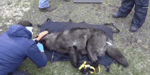 Washington says 'no' to sending wolves to Colorado