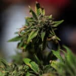 Marijuana rescheduling order sparks mixed reactions in Colorado