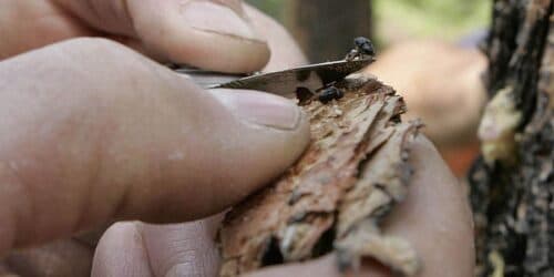 Gov. Jared Polis forms task force to combat pine beetle outbreak threatening