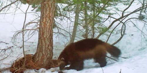 Trump administration seeks to roll back protections for imperiled species | OUT