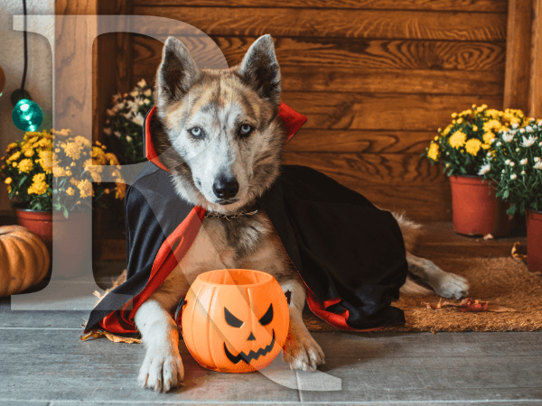 Spooky Season: 51% Decorate for Halloween