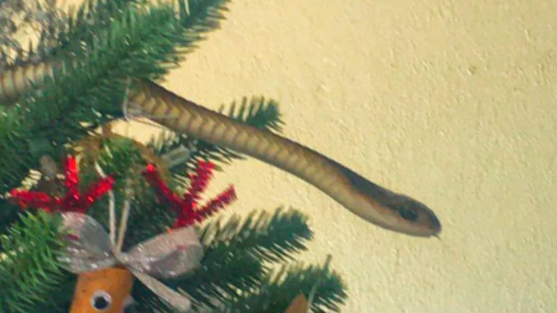 While decorating their Christmas tree for the holiday, a British family living in South Africa found a very venomous snake inside the tree.