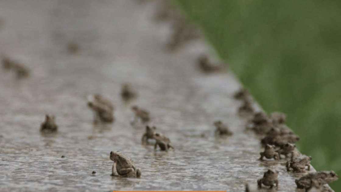 honduras plague of toads