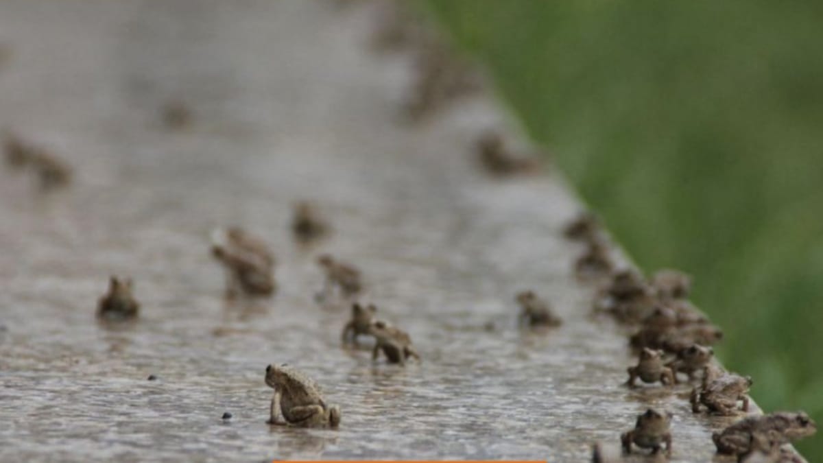 honduras plague of toads