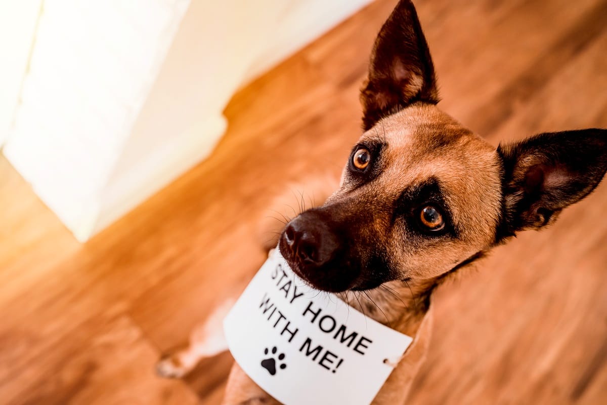 Pets Coronavirus