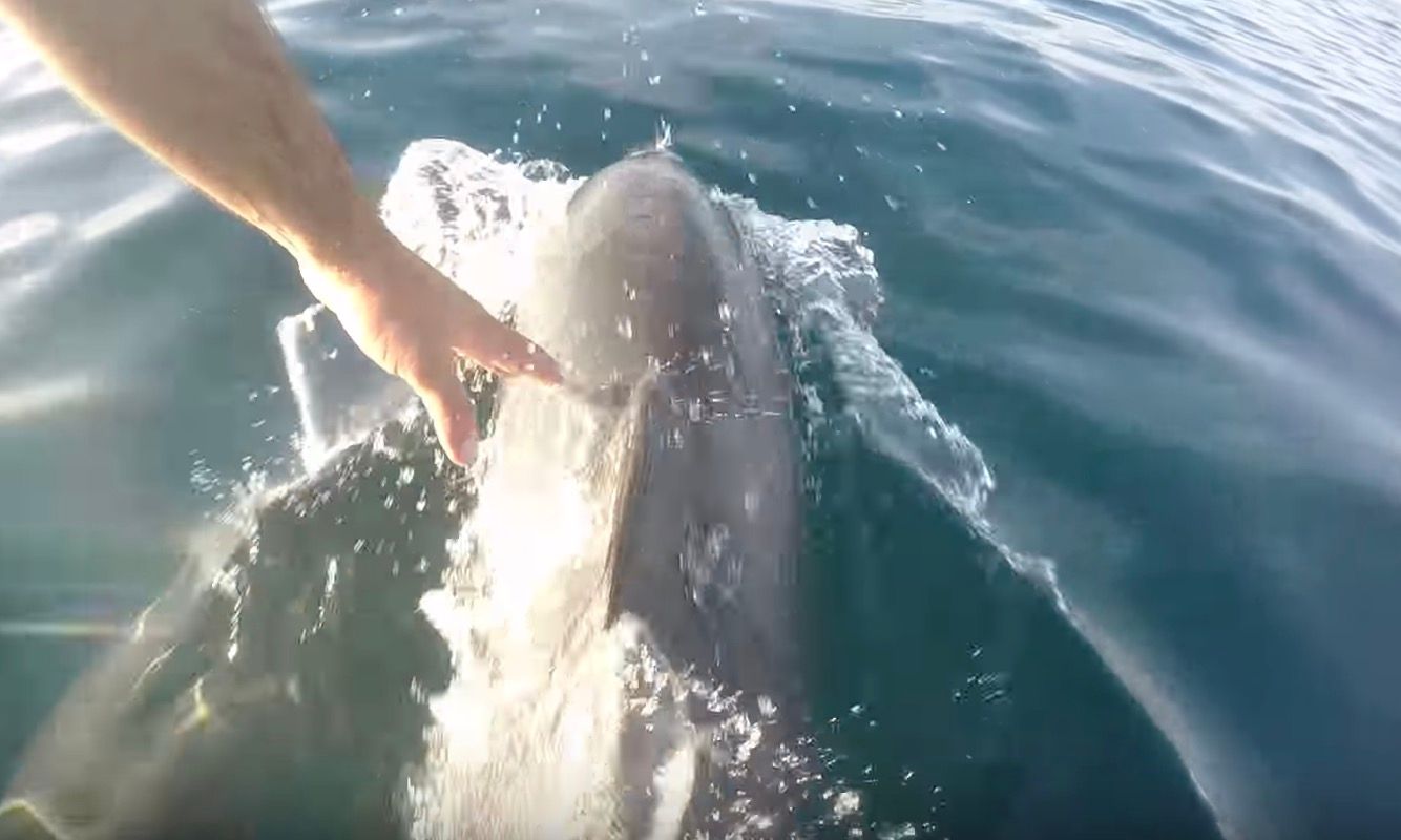 dolphin high-five