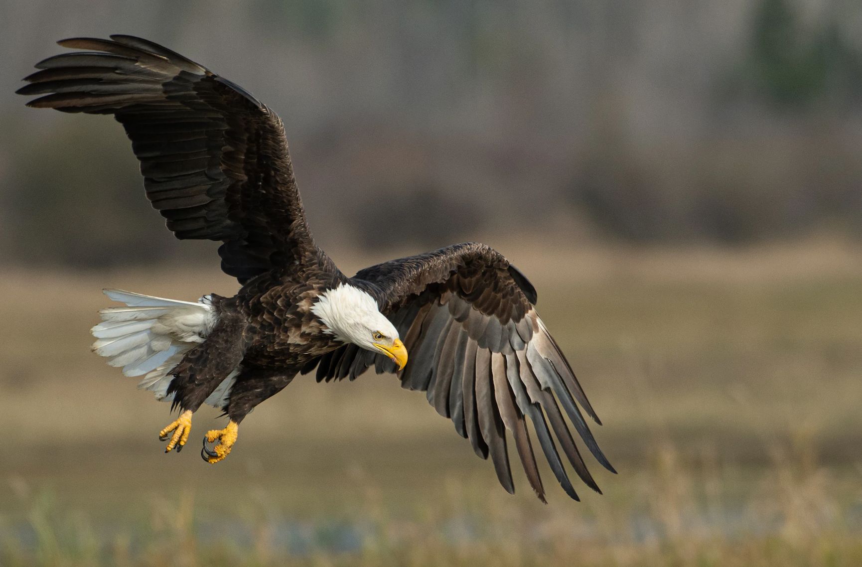 bald eagle
