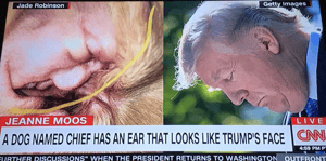 dog ear trump