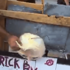 trump Guillotine protest