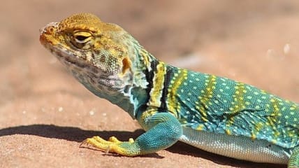 lizards on treadmills