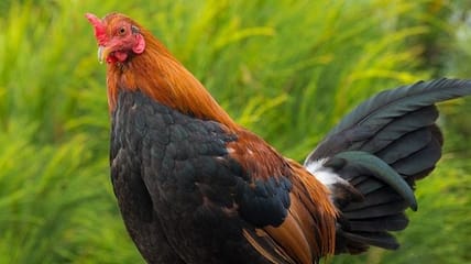 tanzania poultry