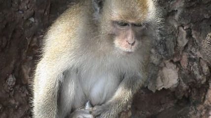 fauci transgender monkey