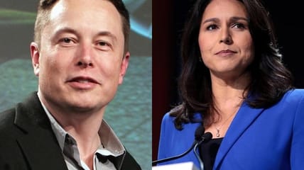 tulsi gabbard elon musk