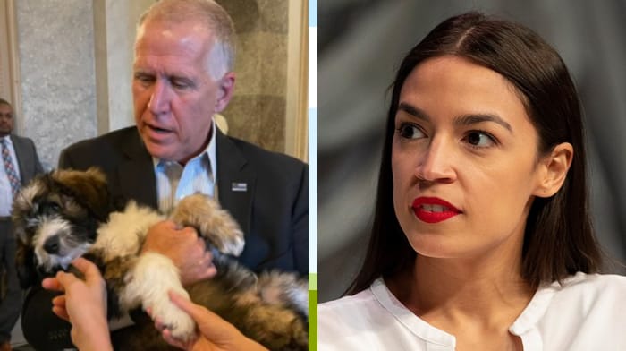 Republican Sen. Thom Tillis said that he named his dog after former President Theodore Roosevelt, and added that he names all of his dogs "after conservatives."