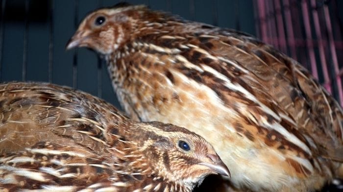 japanese quail study