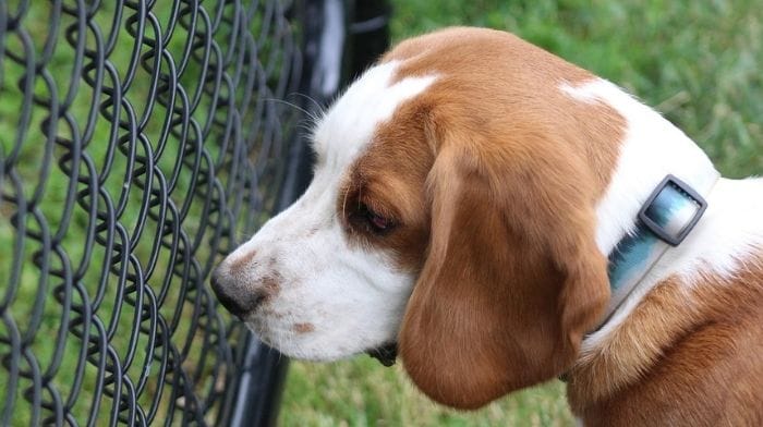 nih beagles cocaine