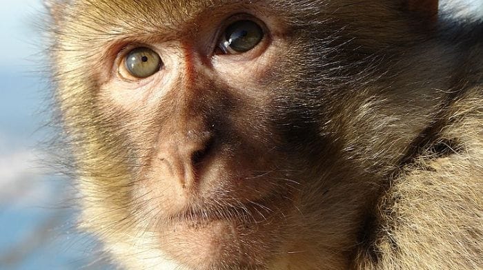 monkeys marijuana test