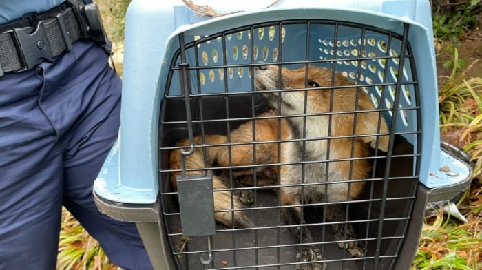 Capitol police Tuesday detained a fox following an altercation in which the animal bit California Congressman Ami Bera along with five others.