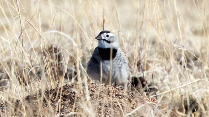 bird names racist