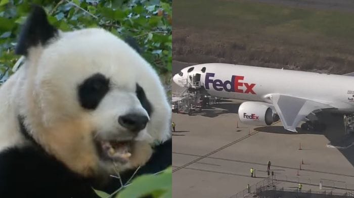 Pandas China