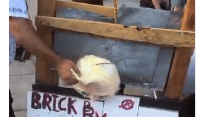 trump Guillotine protest