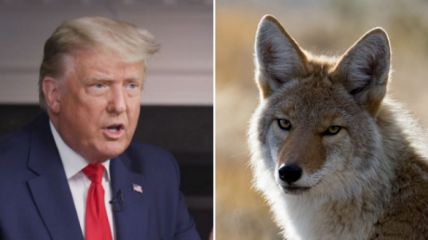 Trump Border Coyote