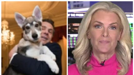 Janice Dean tweeted that she may be willing to take Governor Cuomo's dog, Captain, following reports that the shepherd/Siberian mix had been abandoned at the executive mansion.