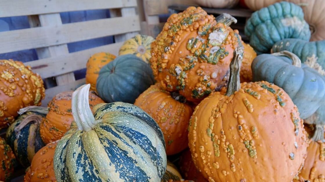 Elementary School Gets Rid Of ‘Pumpkin Parade’ Because It 'Marginalizes People Of Color’
