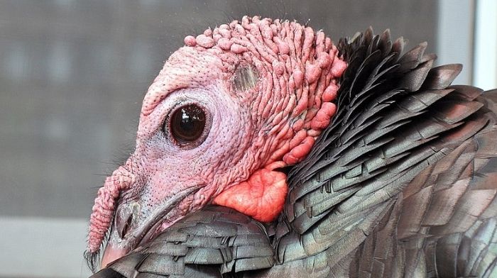 federal turkey study