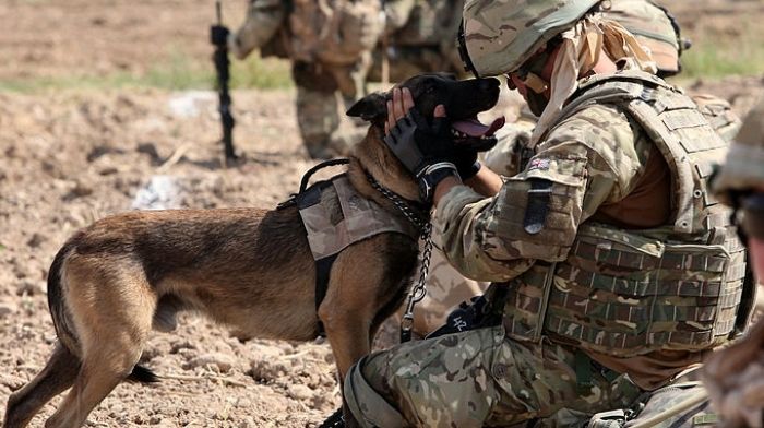 military war dogs