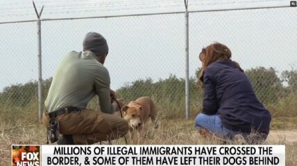 You may want to consider adopting a dog abandoned by illegal immigrants crossing the southern border this Christmas.