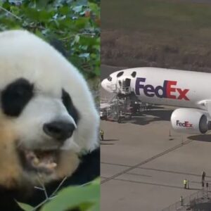 Pandas China